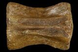 Fossil Theropod Caudal Vertebra - Hell Creek Formation #114531-1